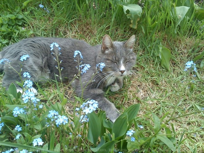 Photo de Chat domestique