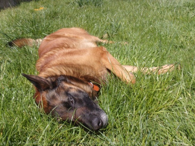 Photo de Berger belge malinois