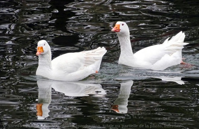 Photo d'Oie blanche