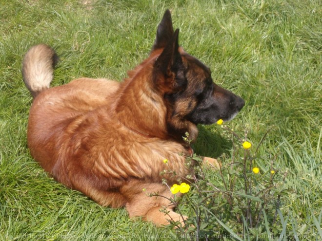 Photo de Berger belge malinois