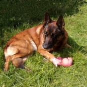 Photo de Berger belge malinois