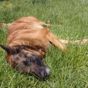 Photo de Berger belge malinois