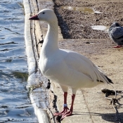 Photo d'Oie blanche