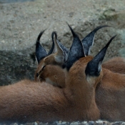 Photo de Caracal