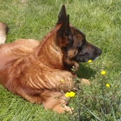 Photo de Berger belge malinois