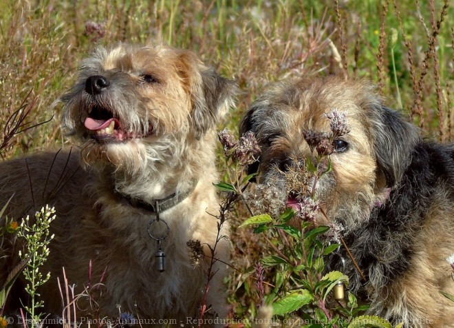 Photo de Border terrier