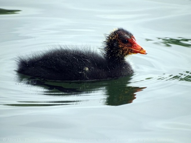 Photo de Foulque macroule