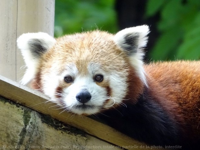 Photo de Panda roux