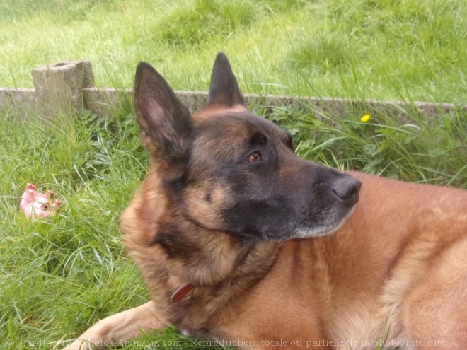 Photo de Berger belge malinois