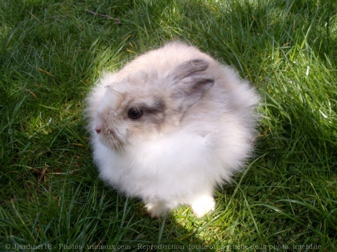 Photo de Lapin