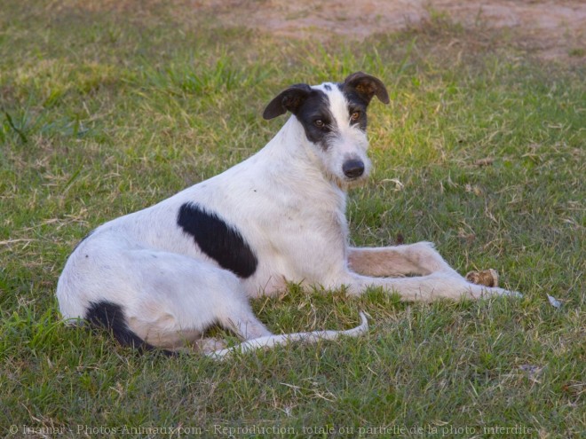 Photo de Galgo espagnol