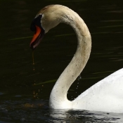 Photo de Cygne