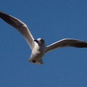 Photo de Mouette