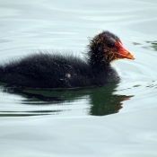 Photo de Foulque macroule