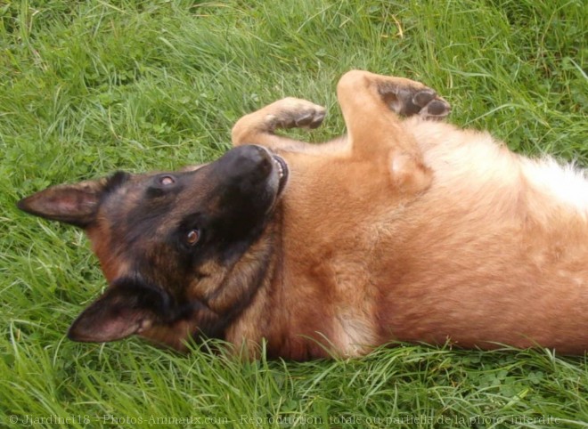 Photo de Berger belge malinois