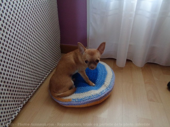 Photo de Chihuahua  poil court