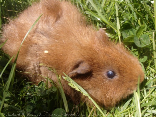 Photo de Cochon d'inde