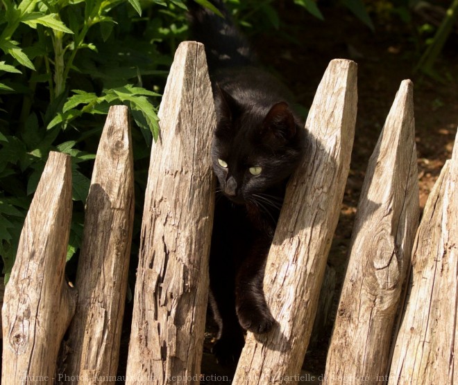 Photo de Chat domestique