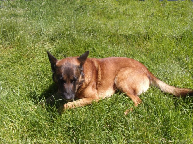 Photo de Berger belge malinois