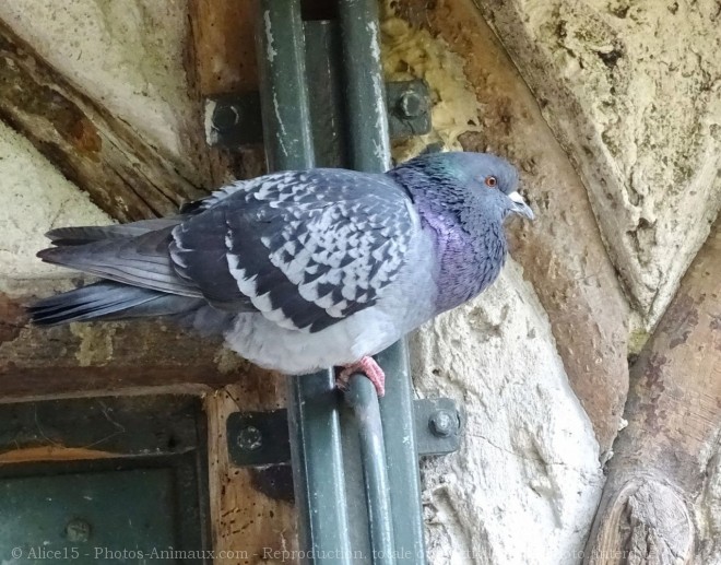 Photo de Pigeon