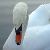 Photo de Cygne