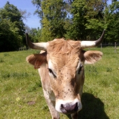 Photo de Vache