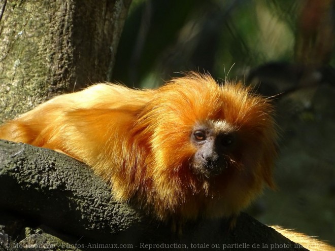 Photo de Singe - tamarin lion dor