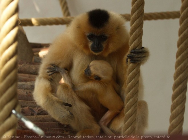 Photo de Singe - gibbon