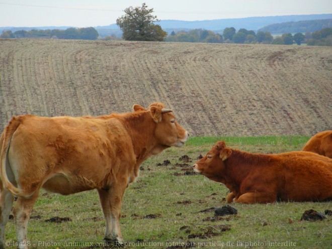 Photo de Vache