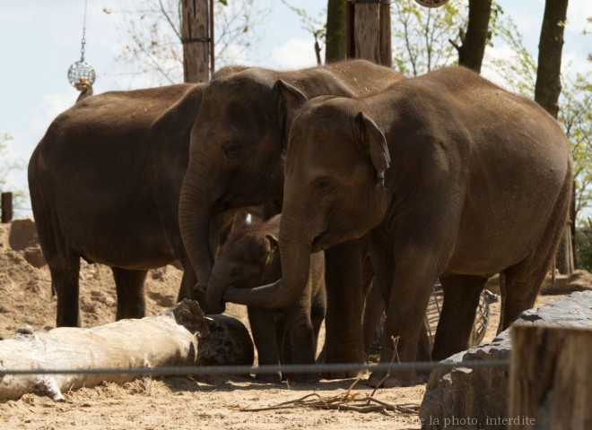 Photo d'Elphant d'afrique