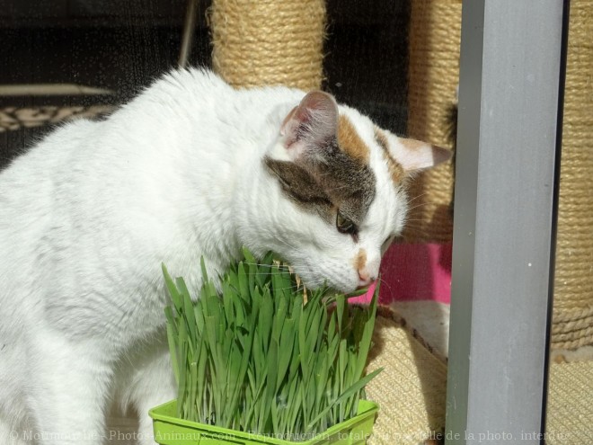 Photo de Chat domestique