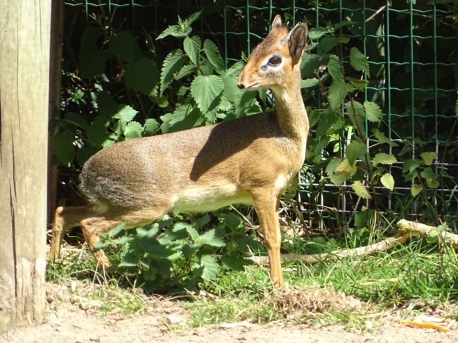 Photo d'Antilope