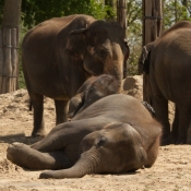 Photo d'Elphant d'afrique