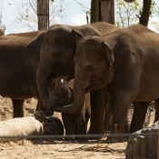 Photo d'Elphant d'afrique