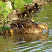 Photo de Canard colvert