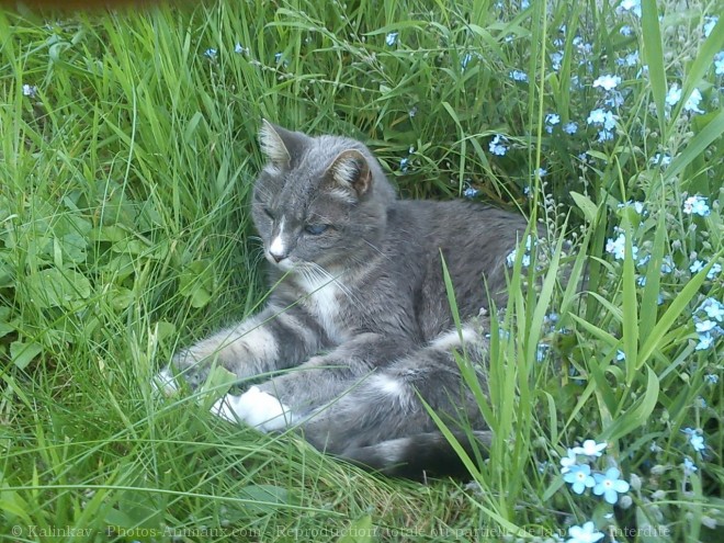 Photo de Chat domestique