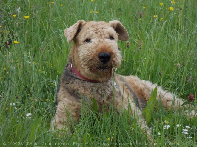 Photo d'Airedale terrier