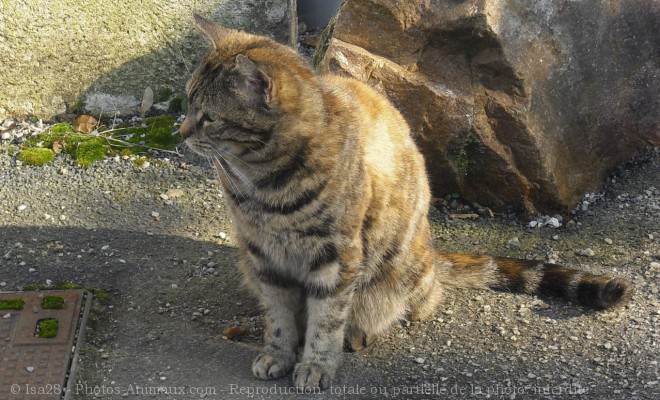 Photo de Chat domestique