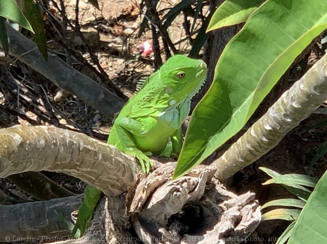 Photo d'Iguane