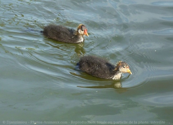 Photo de Foulque macroule