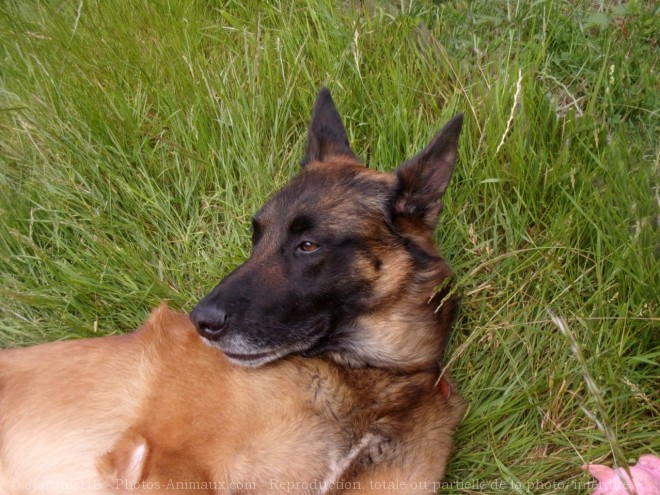 Photo de Berger belge malinois