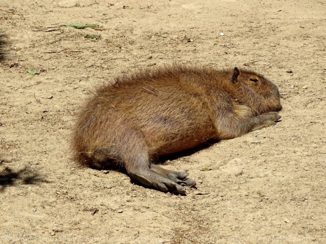 Photo de Cabiai ou capybara