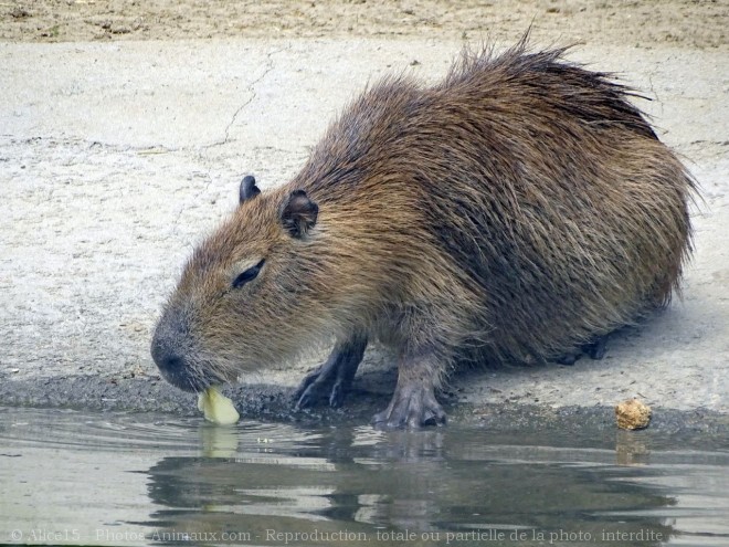 Photo de Cabiai ou capybara