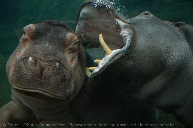 Photo de Hippopotame