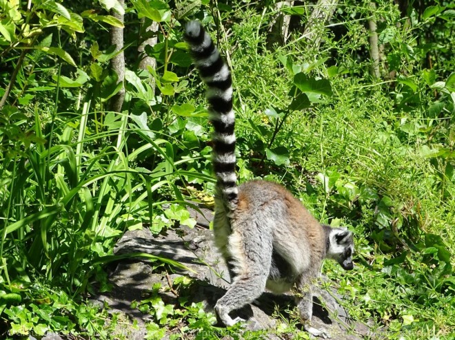 Photo de Lmurien - maki catta