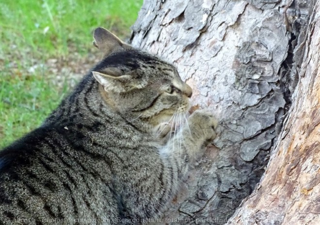 Photo de Chat domestique