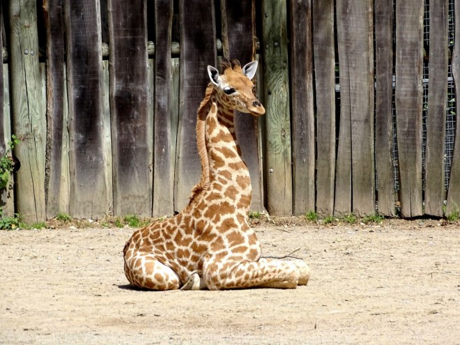 Photo de Girafe