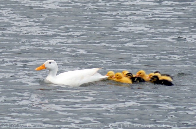 Photo de Canard