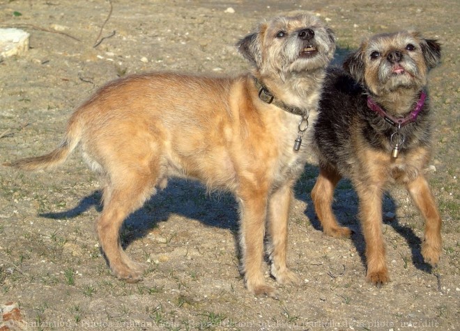 Photo de Border terrier