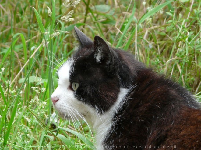 Photo de Chat domestique